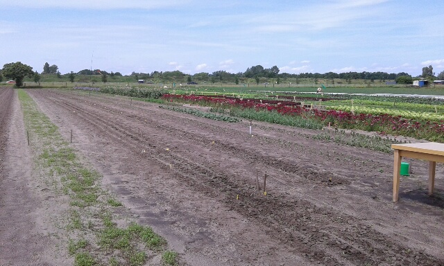 Laatste plantjes geplant.