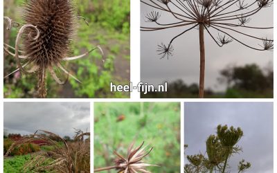 Bloemenpluktuin 2020
