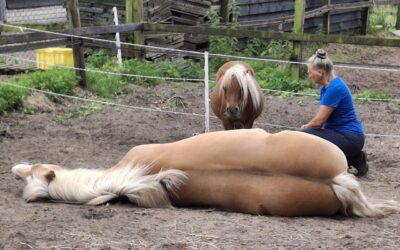 Paard weigert zijn nieuwe stal in te gaan.