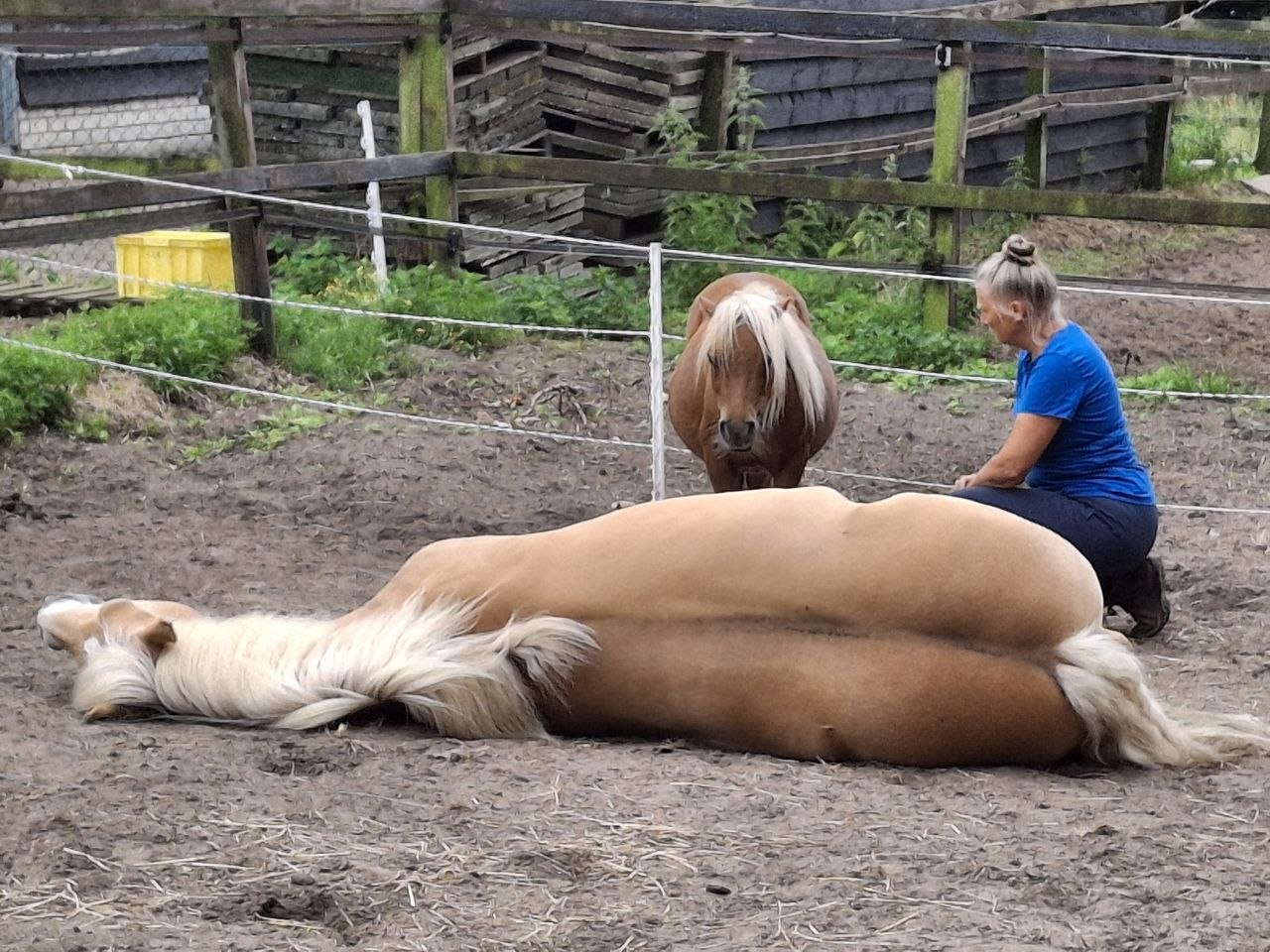 paard