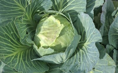 De moestuin 2026