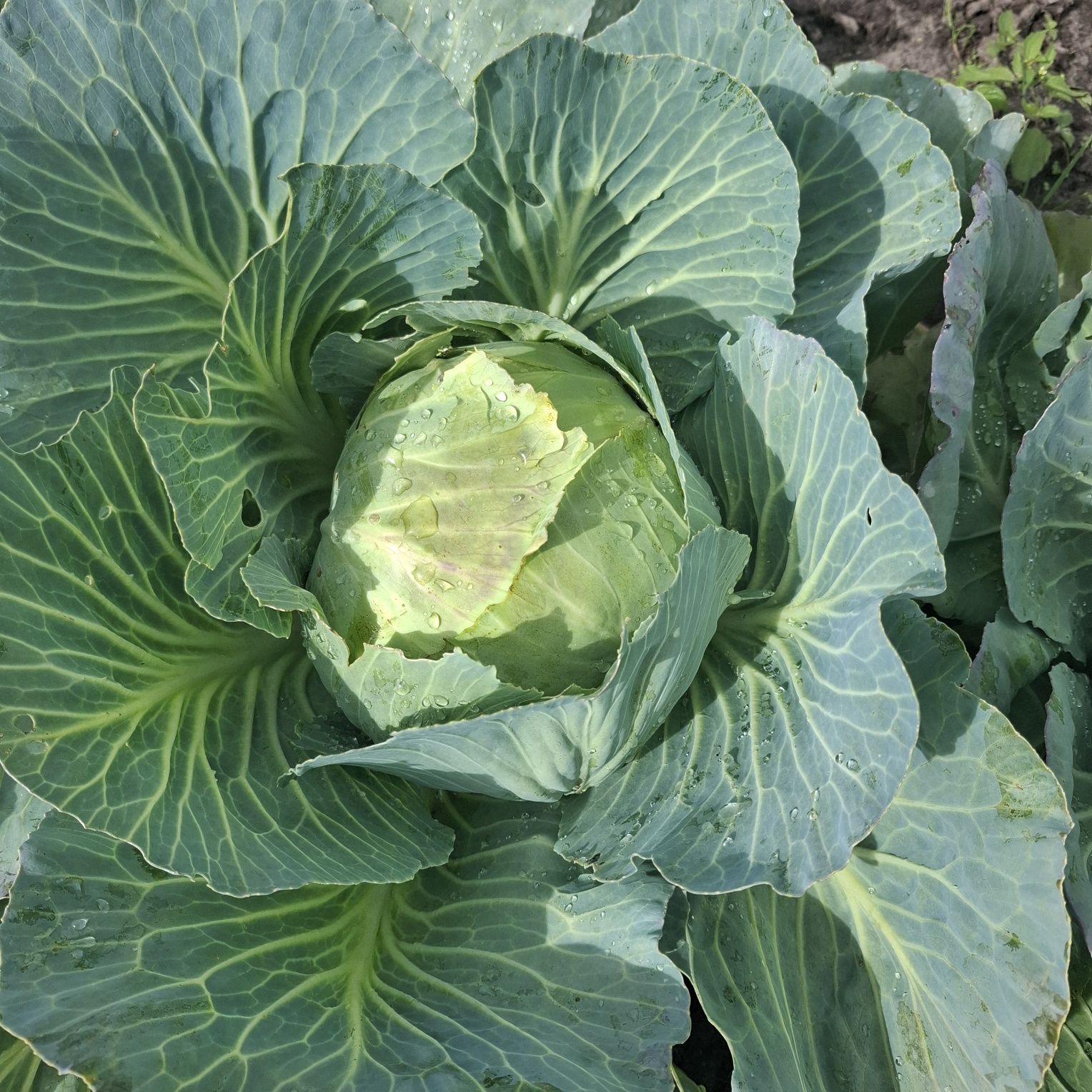 moestuin 26-11